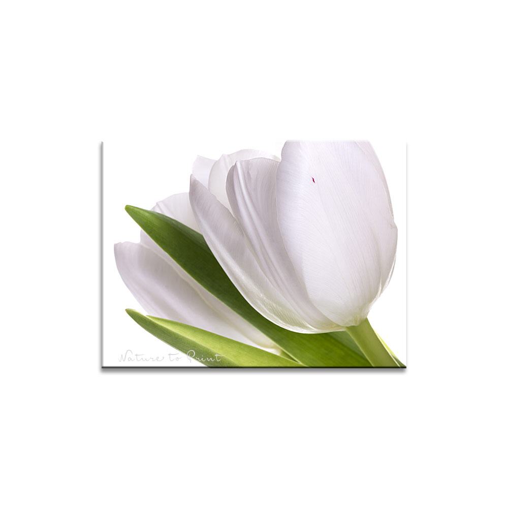 Two white Tulips  Blumenbild auf Leinwand, Kunstdruck oder FineArt