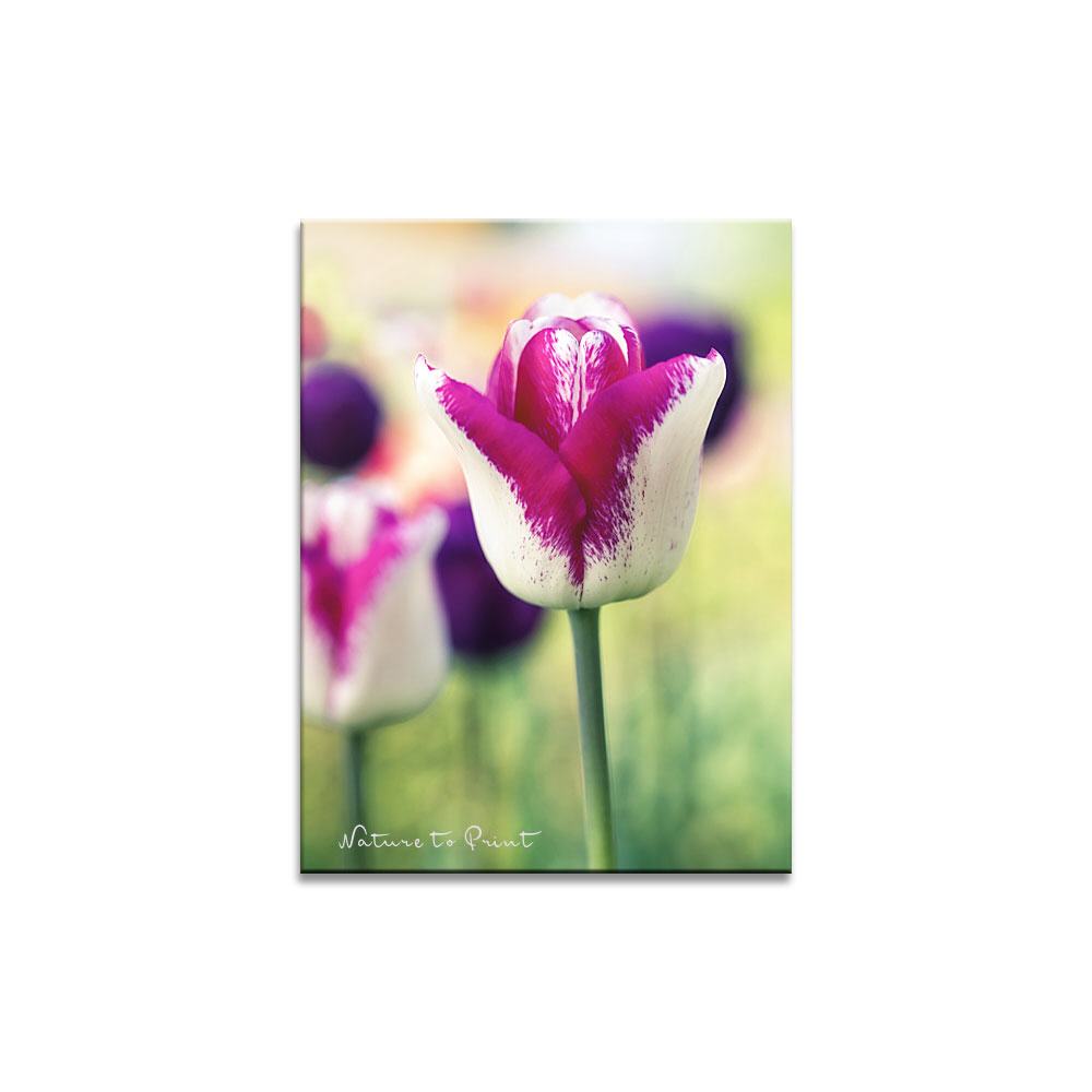 Tulpe aus dem Zauberkasten Blumenbild auf Leinwand, Kunstdruck oder FineArt