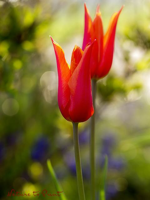 Blumenbild Tulpische Fackeln