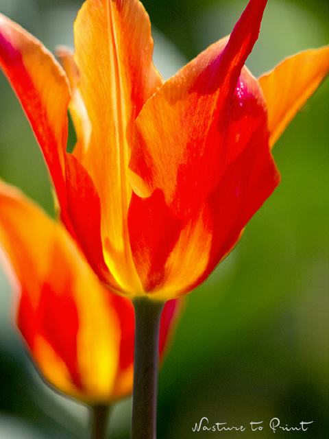 Tulpenbild Ein feuriger Tanz