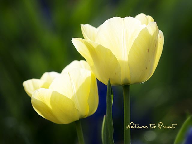 Frühlingsbild Zwei sonnengelbe Tulpen