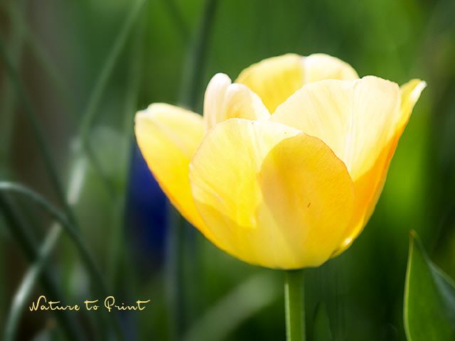 Blumenbild Sonnengelbe Tulpe