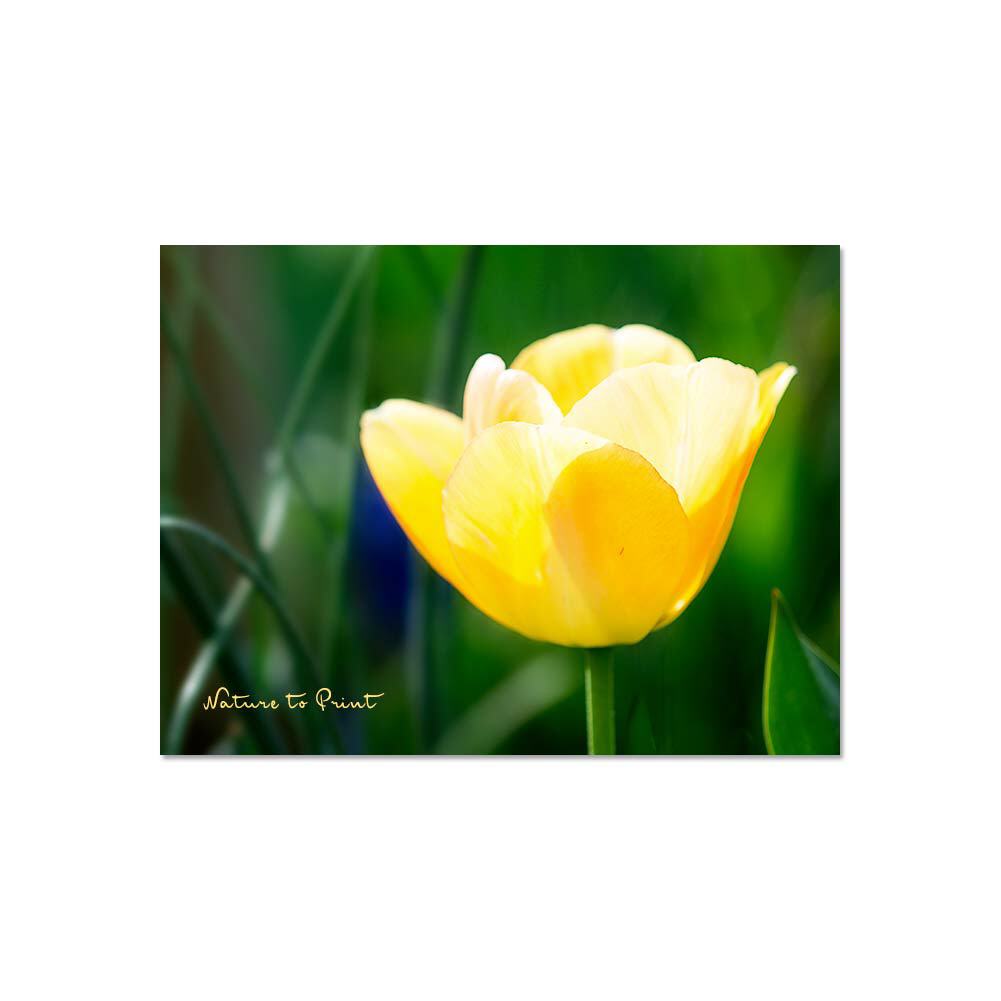 Sonnengelbe Tulpe | Blumenbild auf Leinwand, Kunstdruck, FineArt, Acrylglas, Alu, Fototapete, Kissen