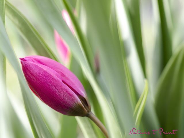 Blumenbild Hübsch versteckte Wildtulpe, quer
