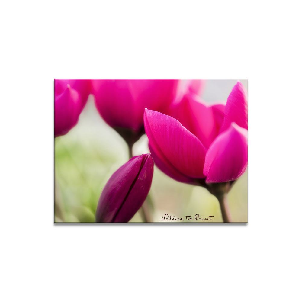 Himbeerrote Wildtulpe Blumenbild auf Leinwand, Kunstdruck oder FineArt