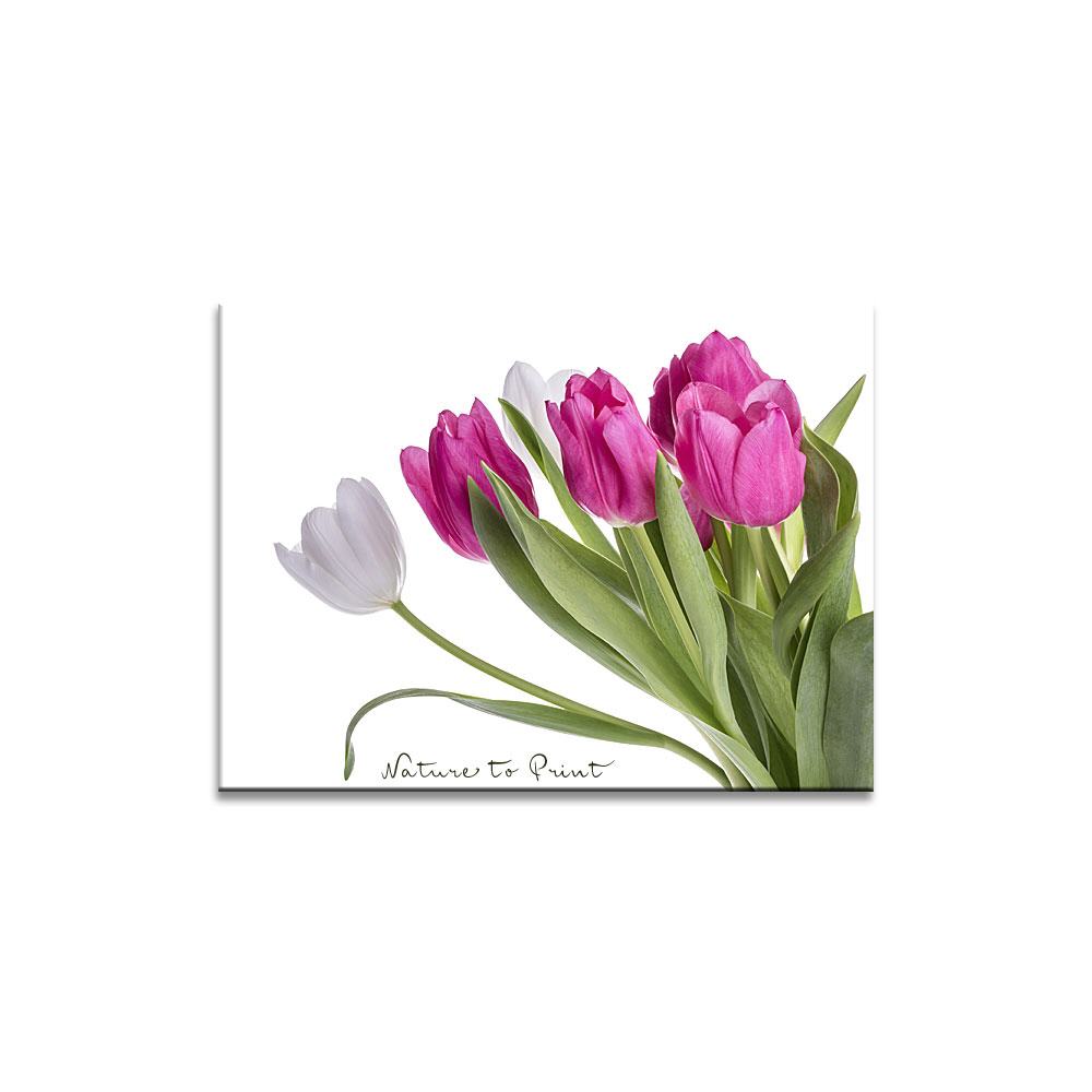 Tulpen in Pink und Weiß  | Blumenbild auf Leinwand, Kunstdruck, FineArt, Acrylglas, Alu, Fototapete, Kissen