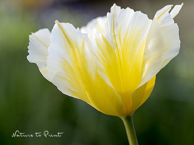 Tulpe, mit wehenden Fahnen