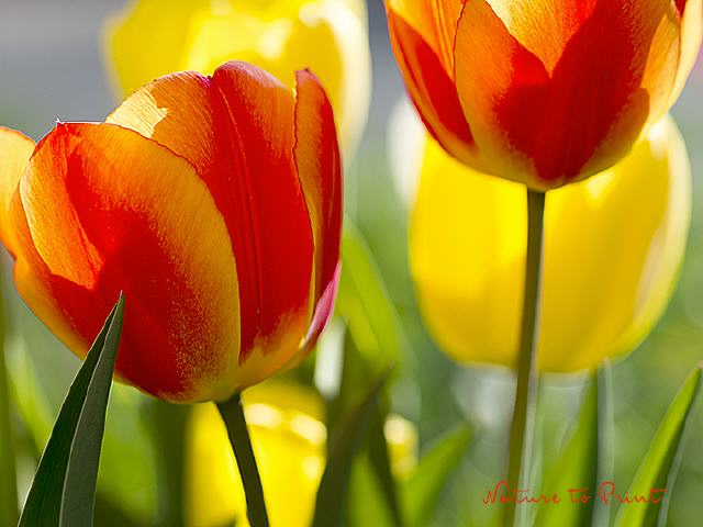 Tulpenbild Sonnige Beautys im Frühlingsgarten