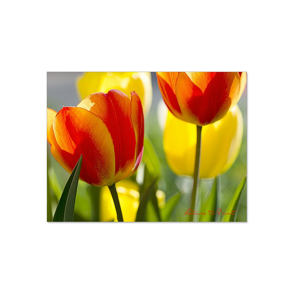 Sonnige Beautys im Frühlingsgarten Blumenbild auf Leinwand, Kunstdruck oder FineArt