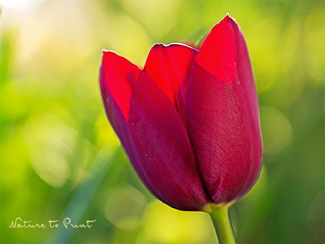 Tulpenbild Heiße Liebe