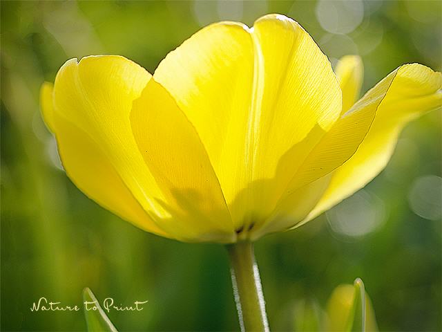 Blumenbild Goldener Frühling