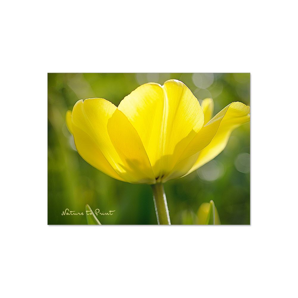 Goldener Frühling Blumenbild auf Leinwand, Kunstdruck oder FineArt