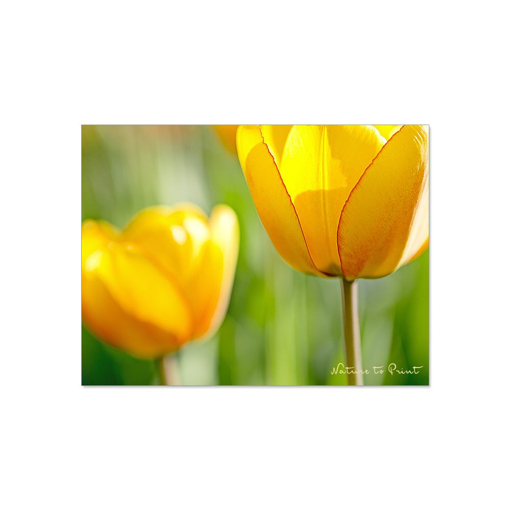 Sonnengelbe Lieblingstulpen Blumenbild auf Leinwand, Kunstdruck oder FineArt