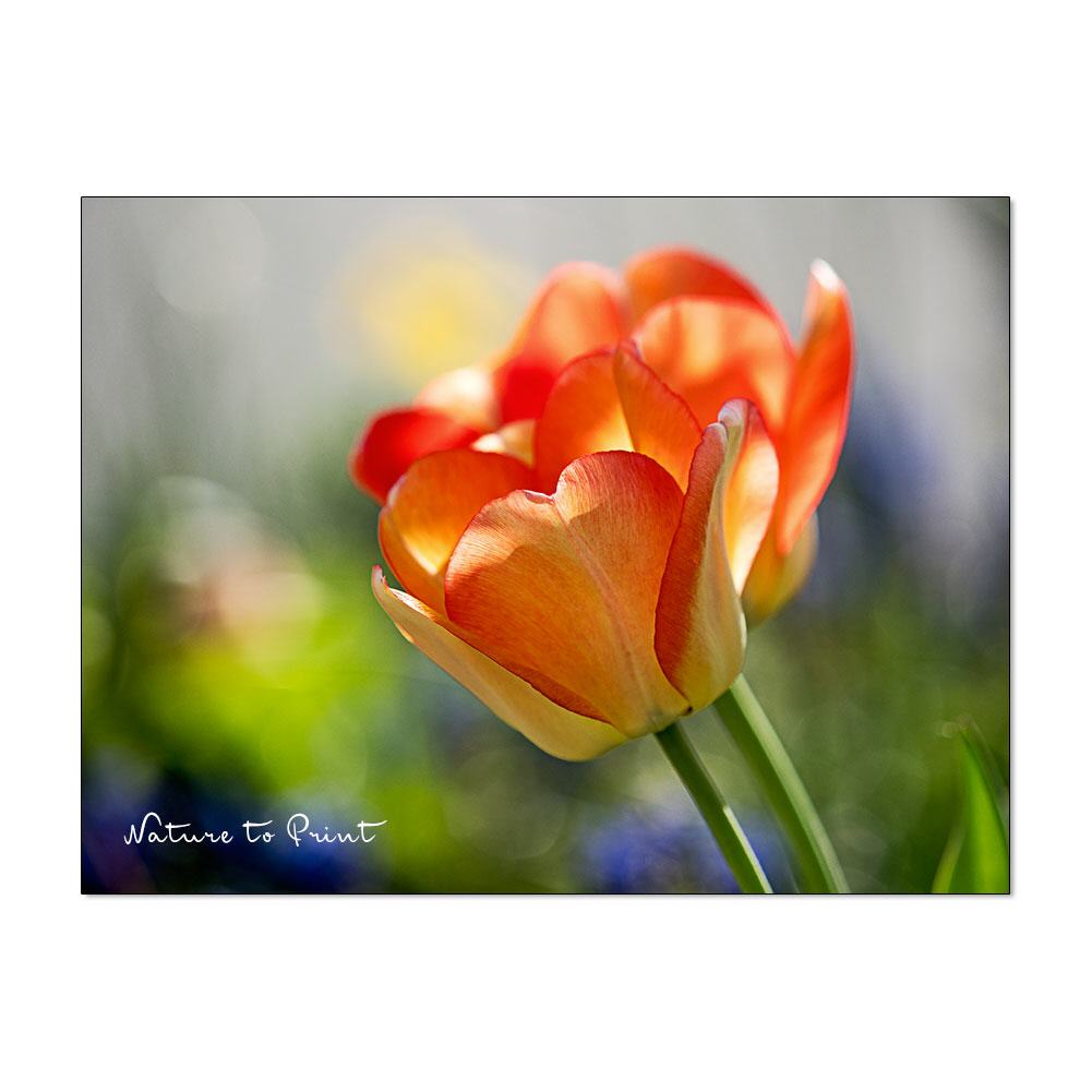 Flashed by a Tulip | Blumenbild auf Leinwand, Kunstdruck, FineArt, Acrylglas, Alu-Dibond, Blumenkissen, Fototapete