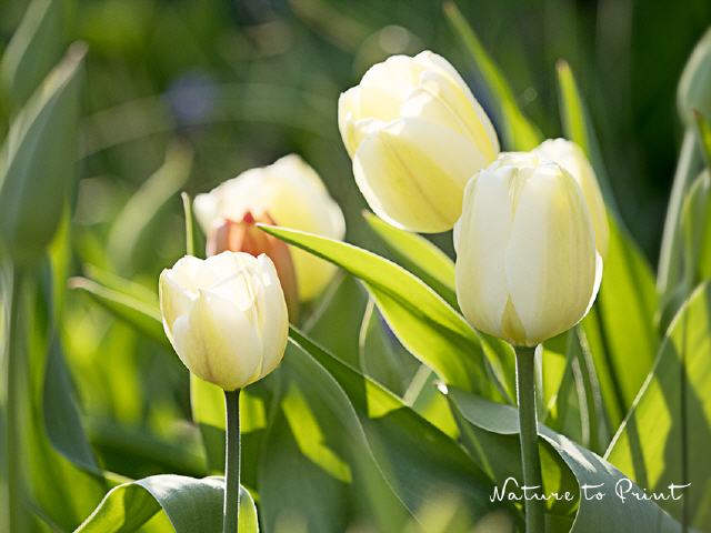Blumenbild Weiße Tulpen