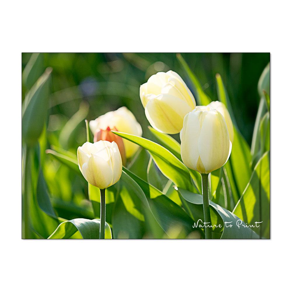 Weiße Tulpen Blumenbild auf Leinwand, Kunstdruck oder FineArt