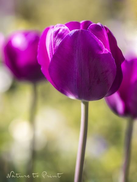Blumenbild Purpur Tulpen