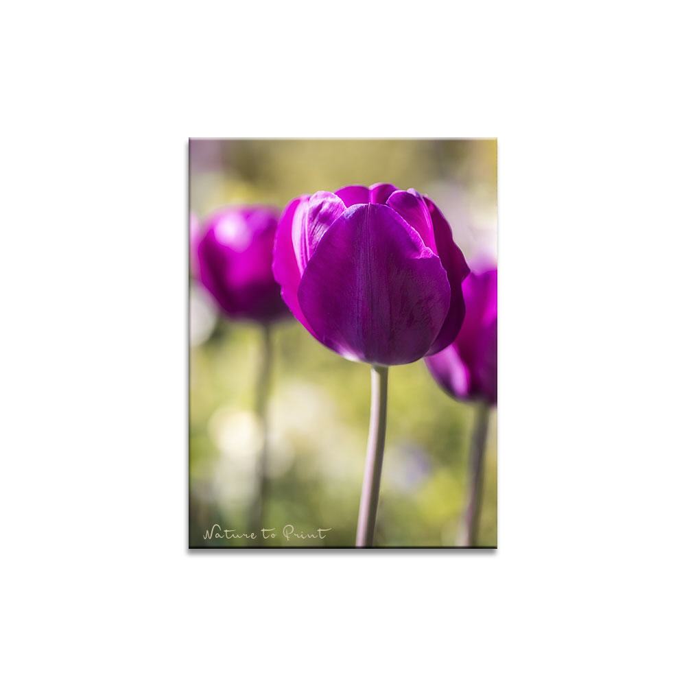 Purpur Tulpen Blumenbild auf Leinwand, Kunstdruck, Acrylglas, Alu, Kissen
