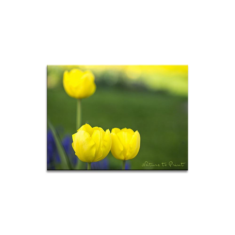 Gelbes Blütenmeer | Blumenbild auf Leinwand, Kunstdruck, FineArt, Acrylglas, Alu, Fototapete, Kissen