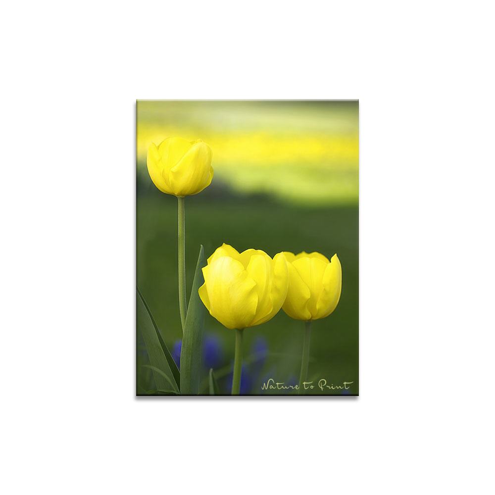 Gelbes Blütenmeer  | Blumenbild auf Leinwand, Kunstdruck, FineArt, Acrylglas, Alu, Fototapete, Kissen