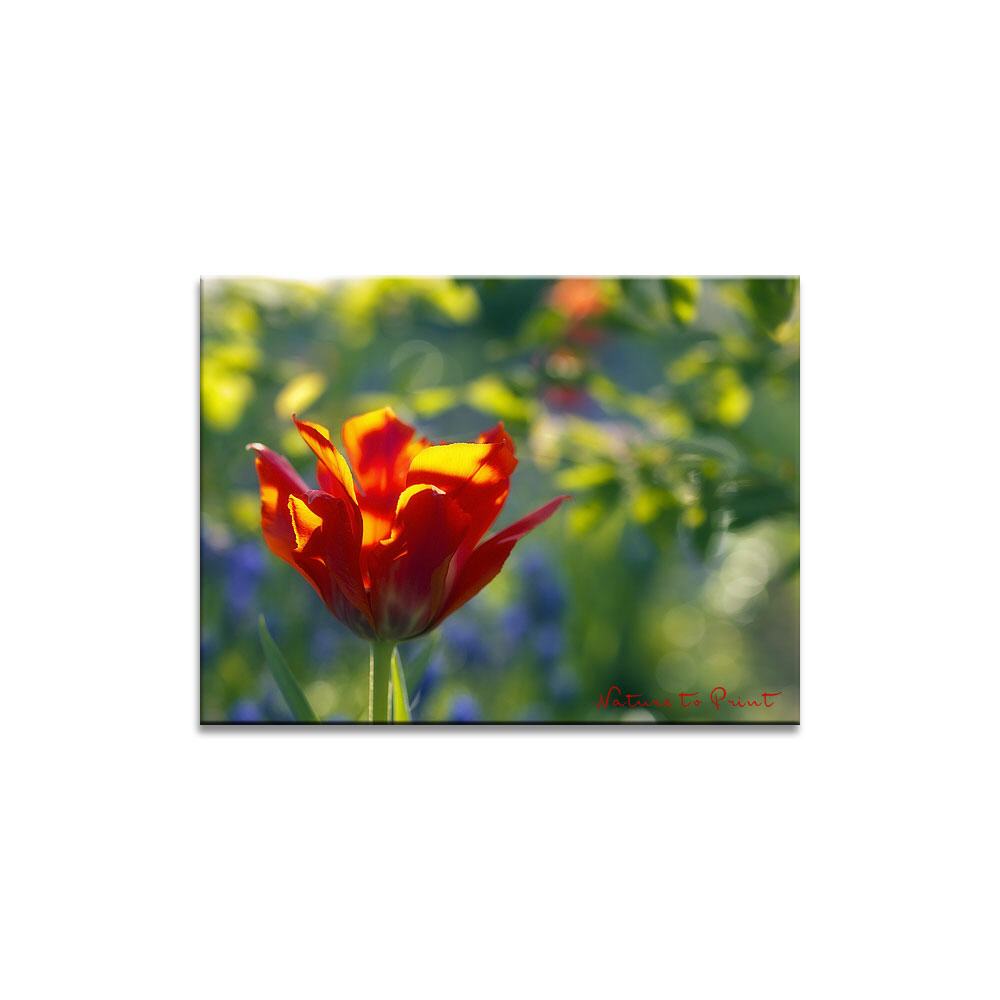 Tulpe im Märchenwald  | Blumenbild auf Leinwand, Kunstdruck, FineArt, Acrylglas, Alu, Fototapete, Kissen