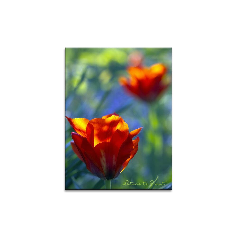 Tulpen im funkelnden Licht Blumenbild auf Leinwand, Kunstdruck oder FineArt