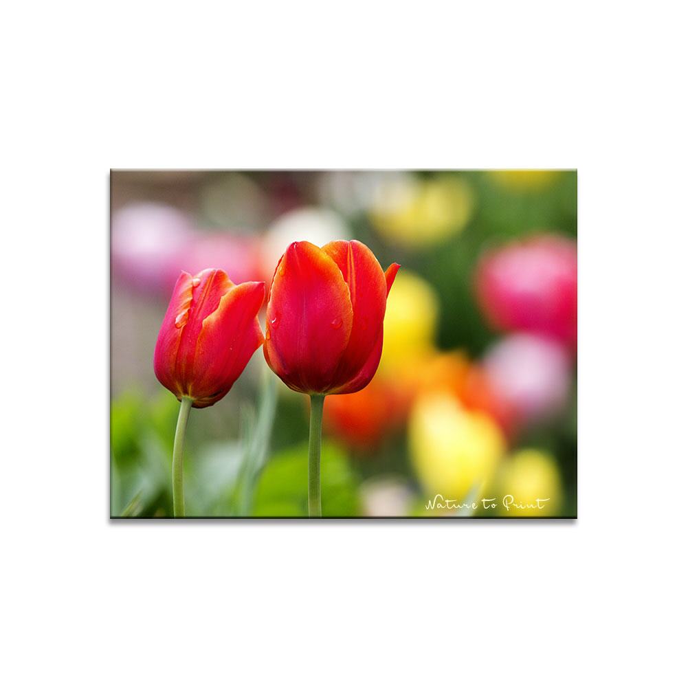 Im Tulpenrausch | Blumenbild auf Leinwand, Kunstdruck, Fototapete, FineArt
