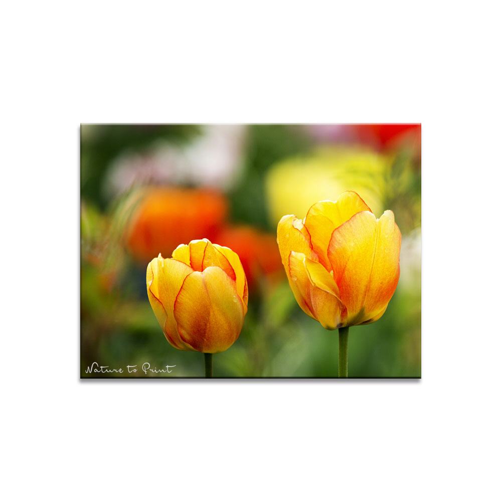 Frühlingsbild Sunny Beautys Blumenbild auf Leinwand, Kunstdruck, Acrylglas, Alu, Kissen