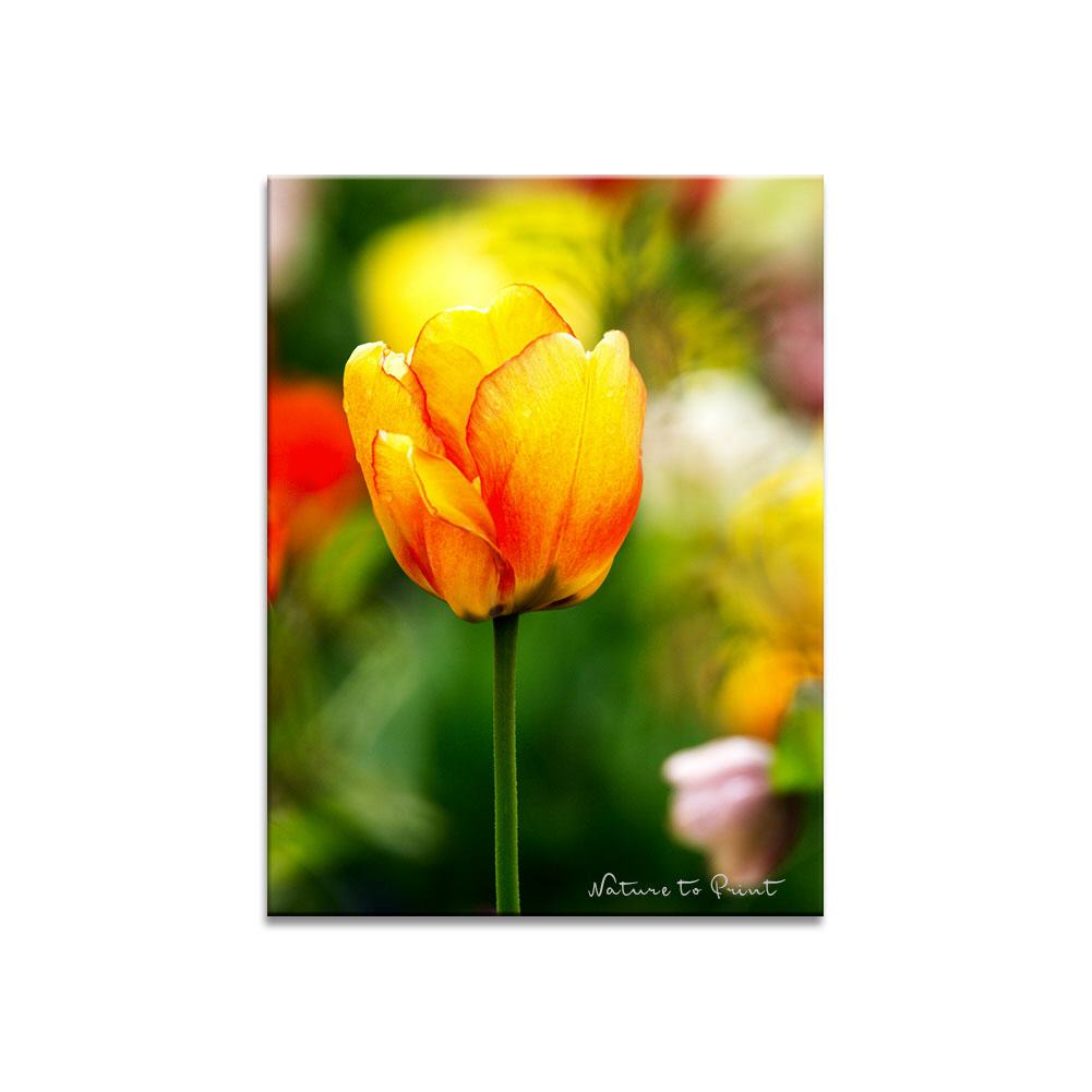 Sunny Beauty Blumenbild auf Leinwand, Kunstdruck oder FineArt