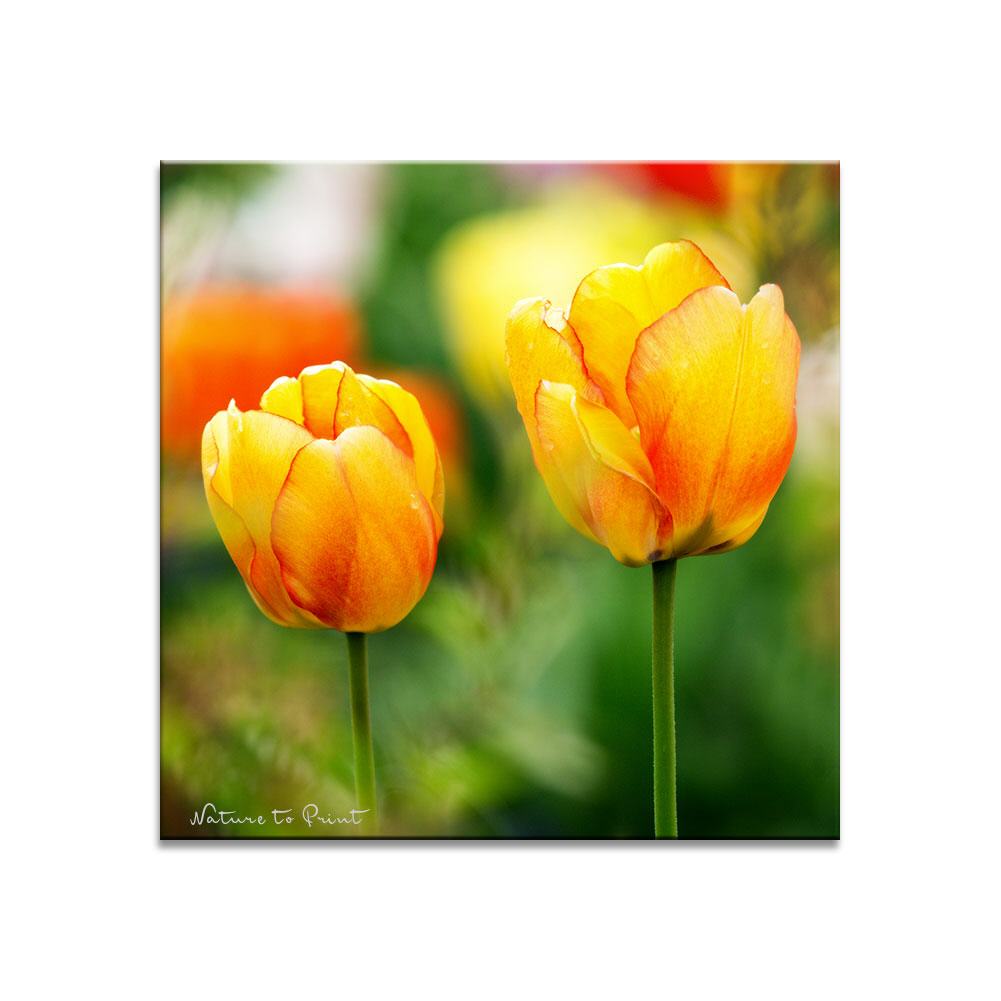 Sunny Beautys Tulpen | Blumenbild auf Leinwand, Kunstdruck, Fototapete, FineArt