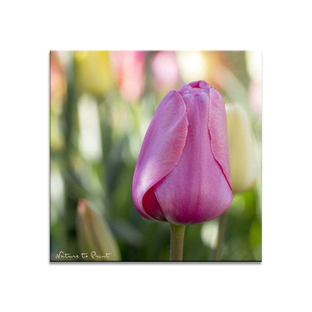 Tulpe in Pastell| | Quadratisches Blumenbild auf Leinwand