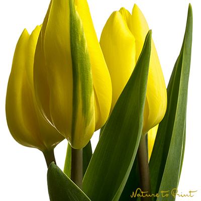 Drei gelbe Tulpen pflegeleichtes Kissen mit Inlett