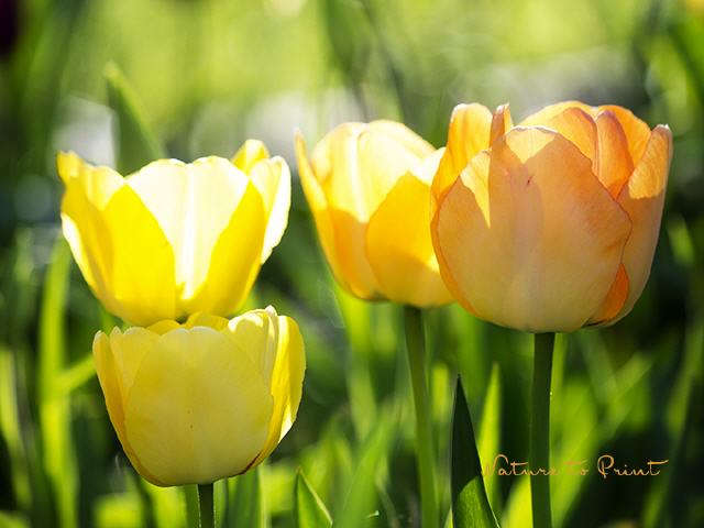Frühlingsbild Tulpen im Sonnenbad