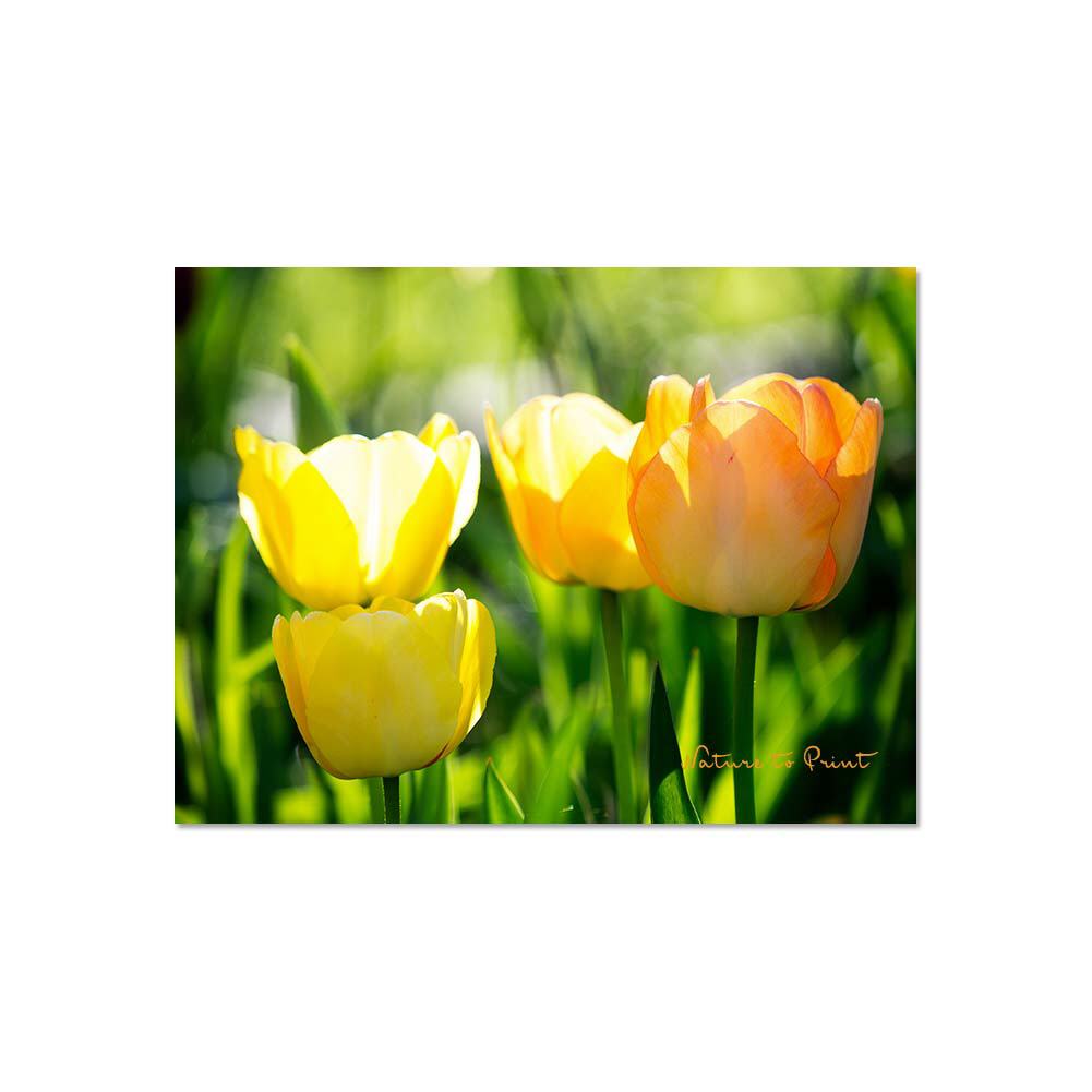 Tulpen im Sonnenbad | Blumenbild auf Leinwand, Kunstdruck, Fototapete, FineArt
