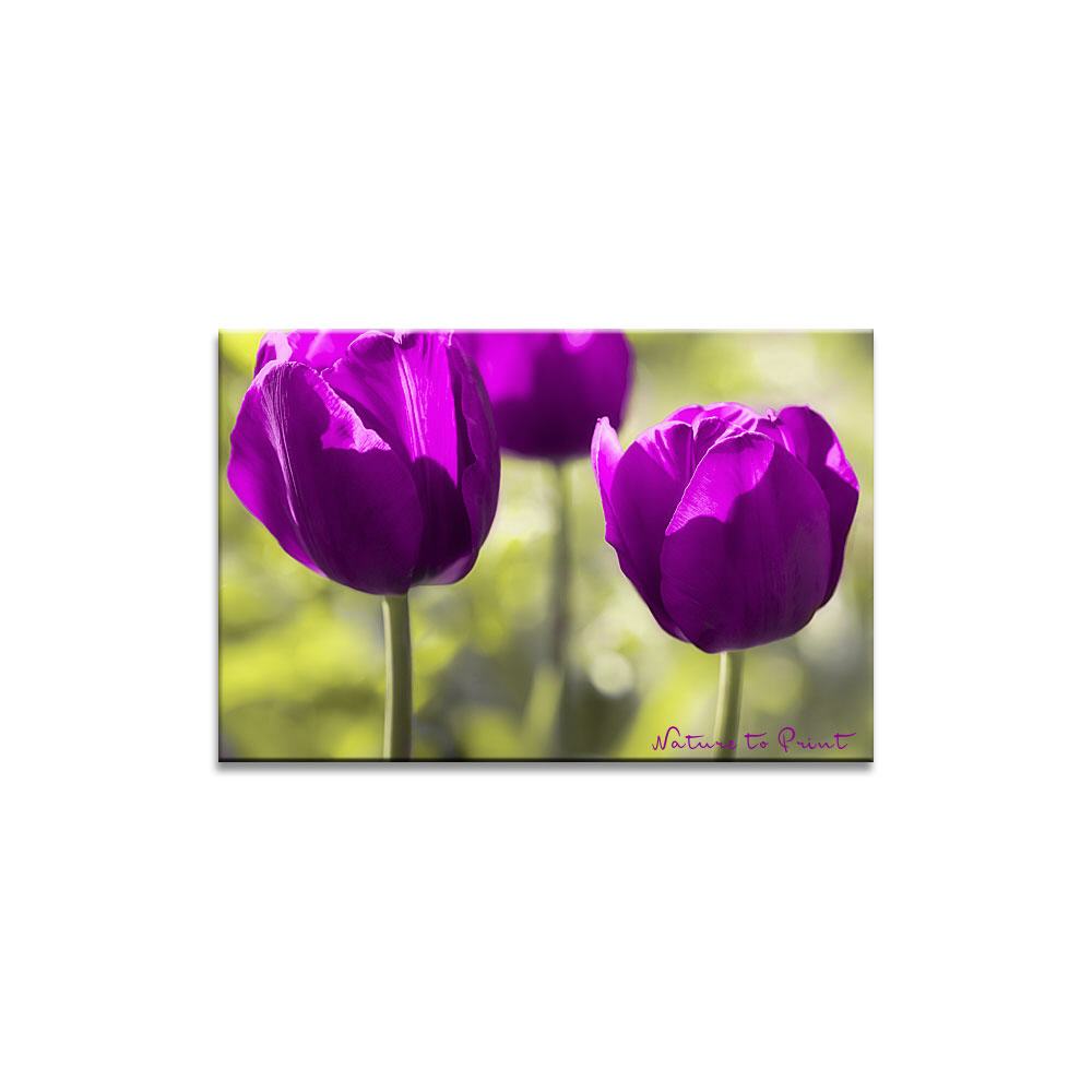 Drei purpur Tulpen | Blumenbild auf Leinwand, Kunstdruck, Fototapete, FineArt
