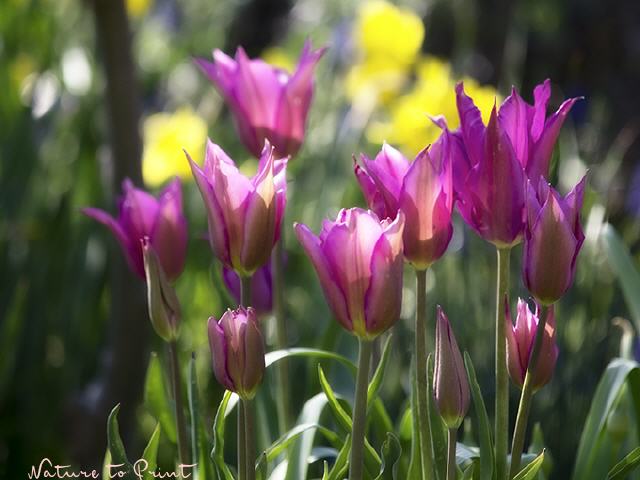 Tulpenbild Im Frühlingsgarten, Querformat