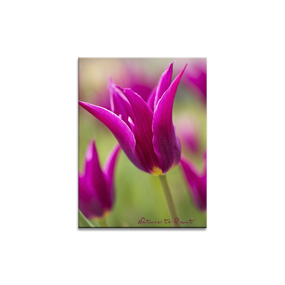 Purpurträger Blumenbild auf Leinwand, Kunstdruck oder FineArt