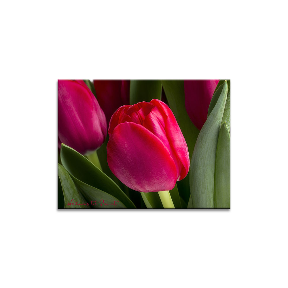 Leinwandbild oder Kunstdruck: Dominante rote Tulpe im dunklen Grün.