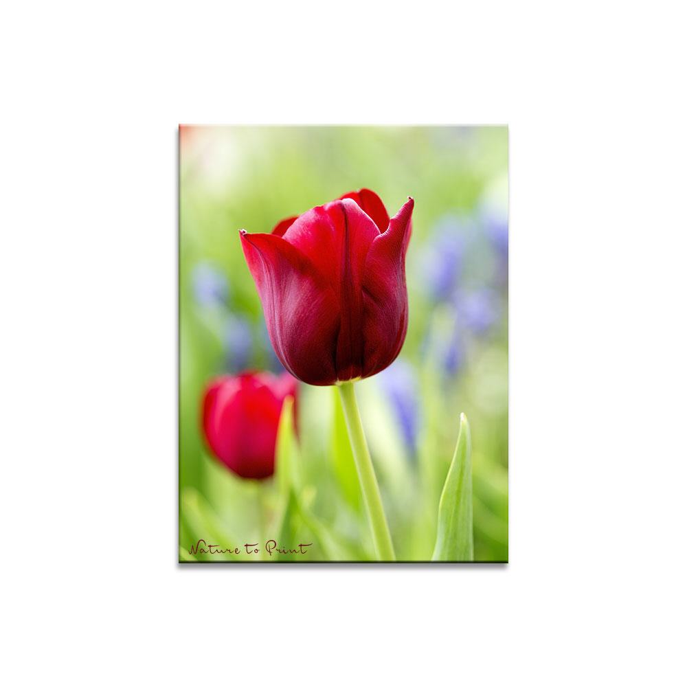 Tulpe Red Eve im Morgenlicht Blumenbild auf Leinwand, Kunstdruck oder FineArt