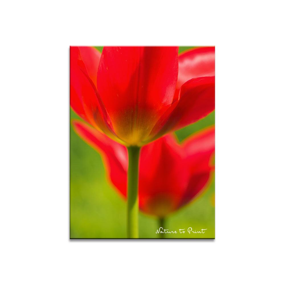 Rote Wildtulpen  | Blumenbild auf Leinwand, Kunstdruck, FineArt, Acrylglas, Alu, Fototapete, Kissen