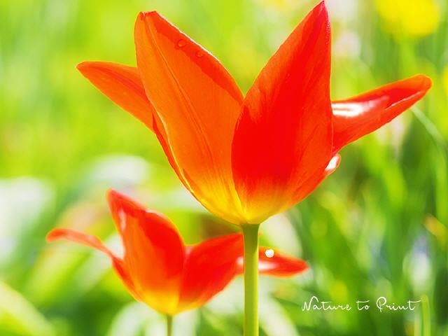Blumenbild Wilde Tulpen in Knallorange