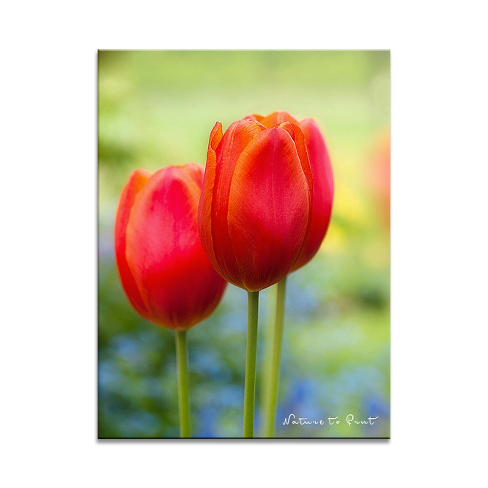 Tulpen vor Vergissmeinnicht  | Blumenbild auf Leinwand, Kunstdruck, FineArt, Acrylglas, Alu, Fototapete, Kissen