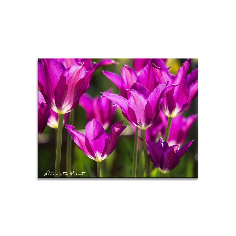 Ein violettes Blütenmeer Blumenbild auf Leinwand, Kunstdruck, Acrylglas, Alu, Kissen