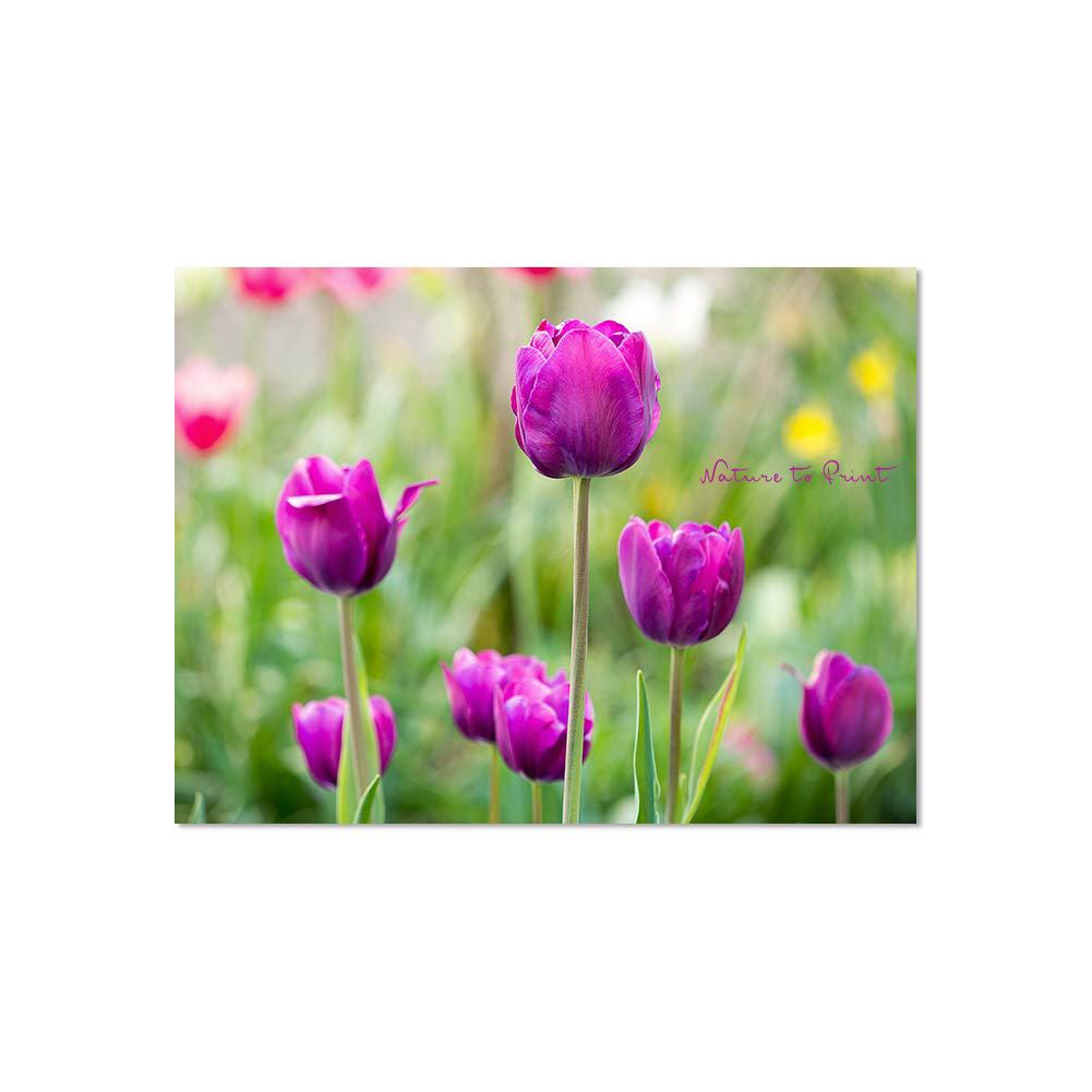 Purpur für alle! Blumenbild auf Leinwand, Kunstdruck oder FineArt