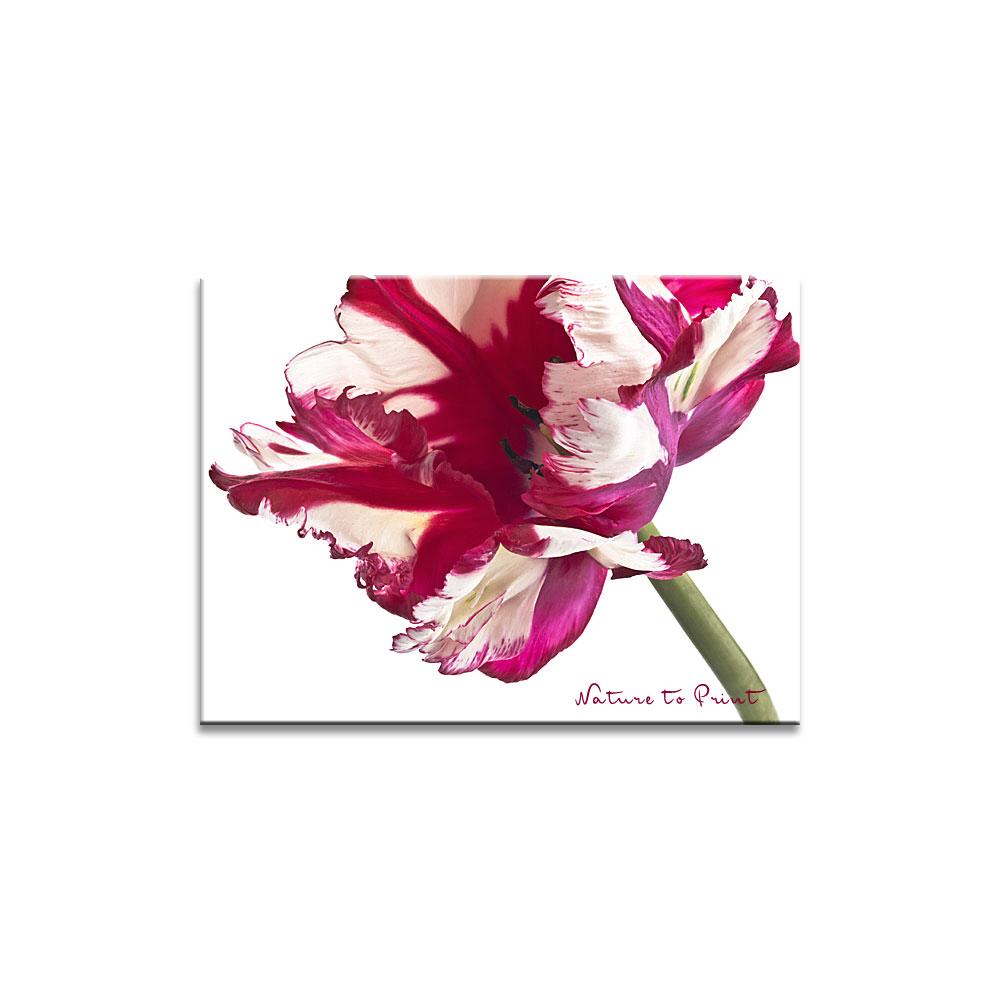 Papageitulpe im Profil  Blumenbild auf Leinwand, Kunstdruck oder FineArt
