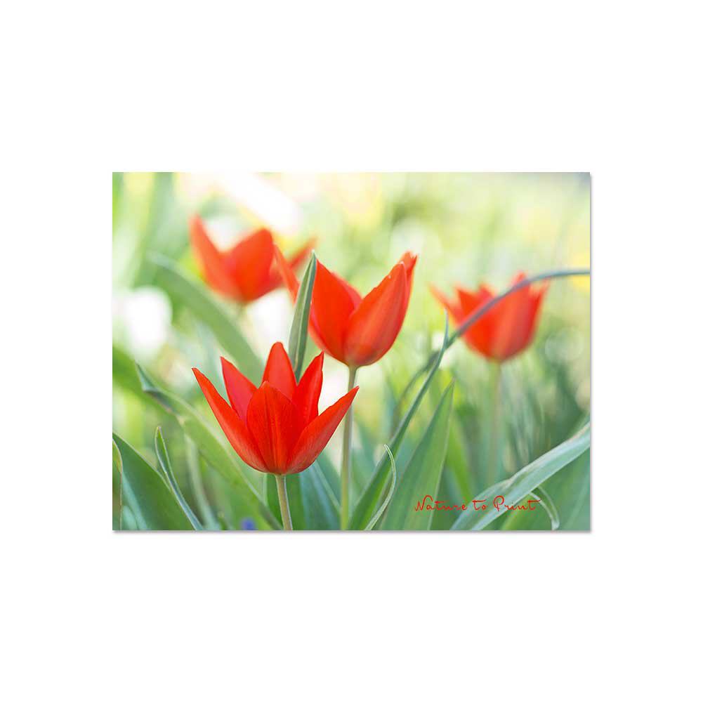 Wunderbar wilde Tulpenbande Blumenbild auf Leinwand, Kunstdruck oder FineArt