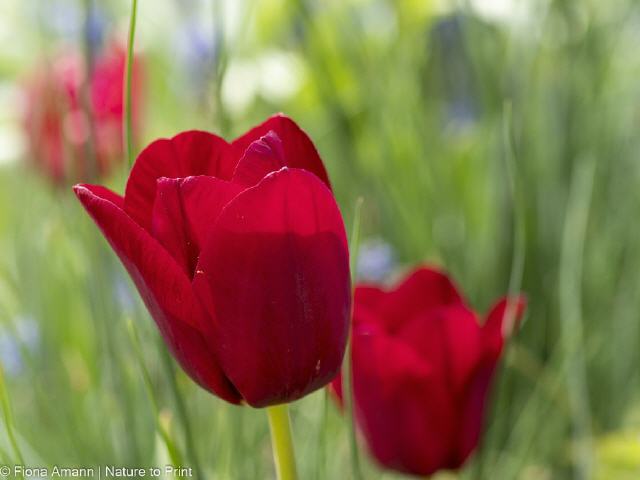 Blumenbild Blutrote Tulpe