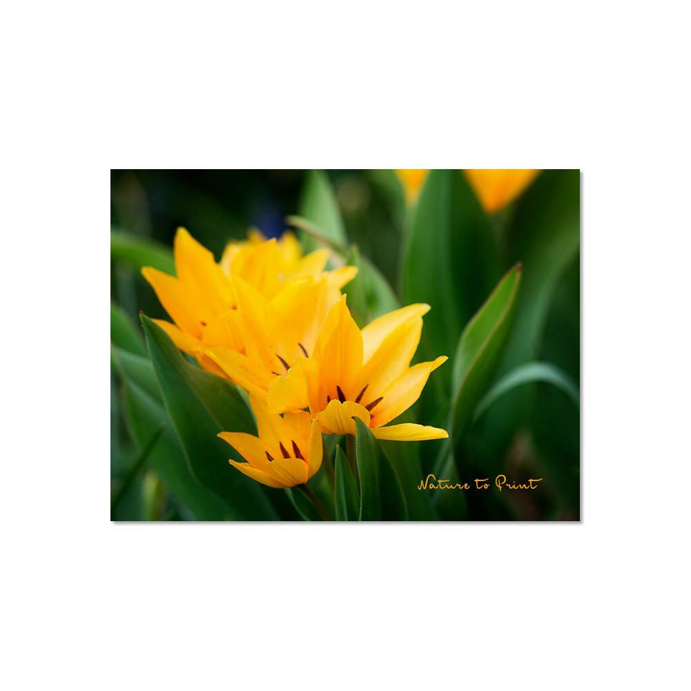 In bester Frühlingslaune | Blumenbild auf Leinwand, Kunstdruck, Fototapete, FineArt