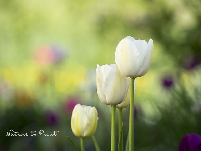 Blumenbild Elegante weiße Tulpen