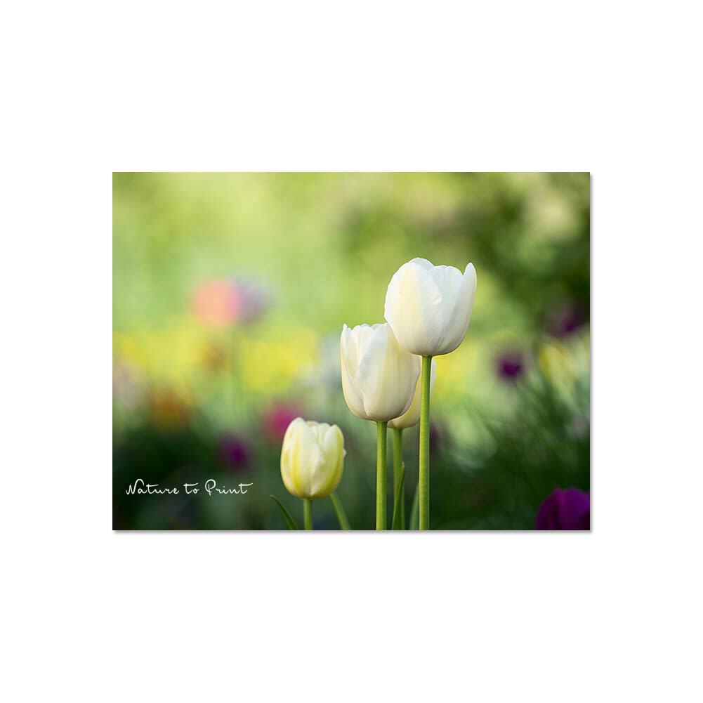 Elegante Weiße Tulpen  Blumenbild auf Leinwand, Kunstdruck, Acrylglas, Alu, Kissen